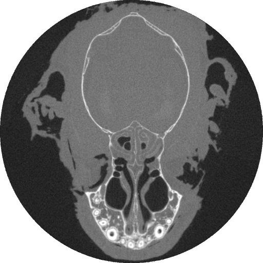 A single slice through the skull of a bat as seen in a micro-ct scan. Bone is white.