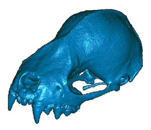 3D surface model of the skull of the Jamaican fruit-eating bat (Artibeus jamaicensis)