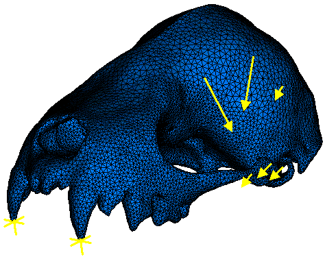 Point loads representing muscle forces (arrows) and constraints (asterisks) at the biting tooth and jaw joints